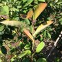 Amelanchier lamarckii meerstammig